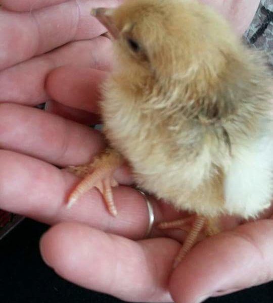 Emi blogt...dieren op de groep - kuikentje