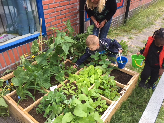 Smakelijke moestuinen bij peuteropvang, kinderdagverblijf en buitenschoolse opvang Kids First COP groep Groningen